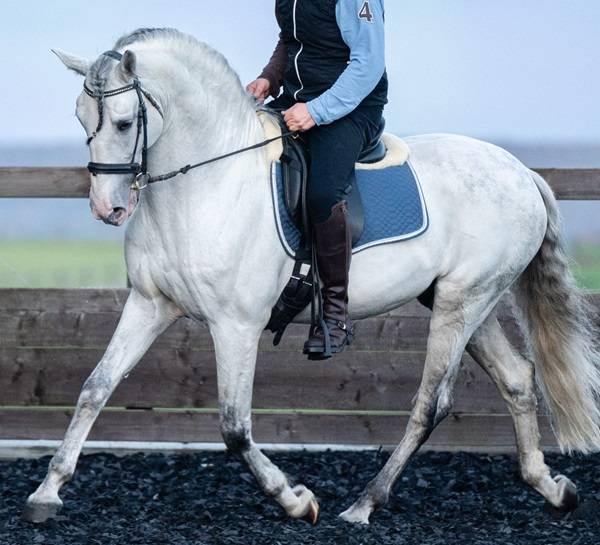 Entire PRE Pure Spanish Bred For sale 2014 Grey