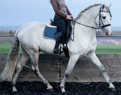 Entire PRE Pure Spanish Bred For sale 2014 Grey