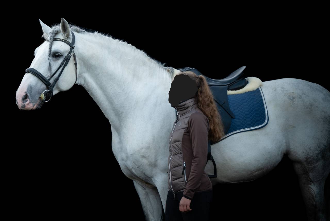 Entire PRE Pure Spanish Bred For sale 2014 Grey