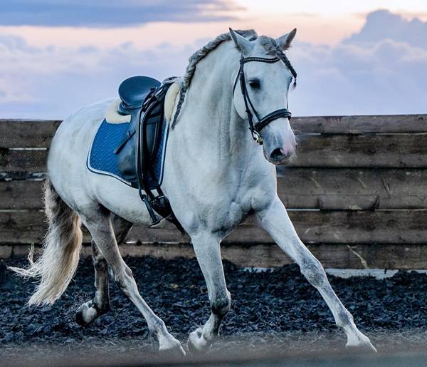 Entire PRE Pure Spanish Bred For sale 2014 Grey