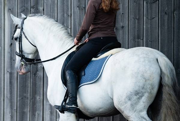 Entire PRE Pure Spanish Bred For sale 2014 Grey