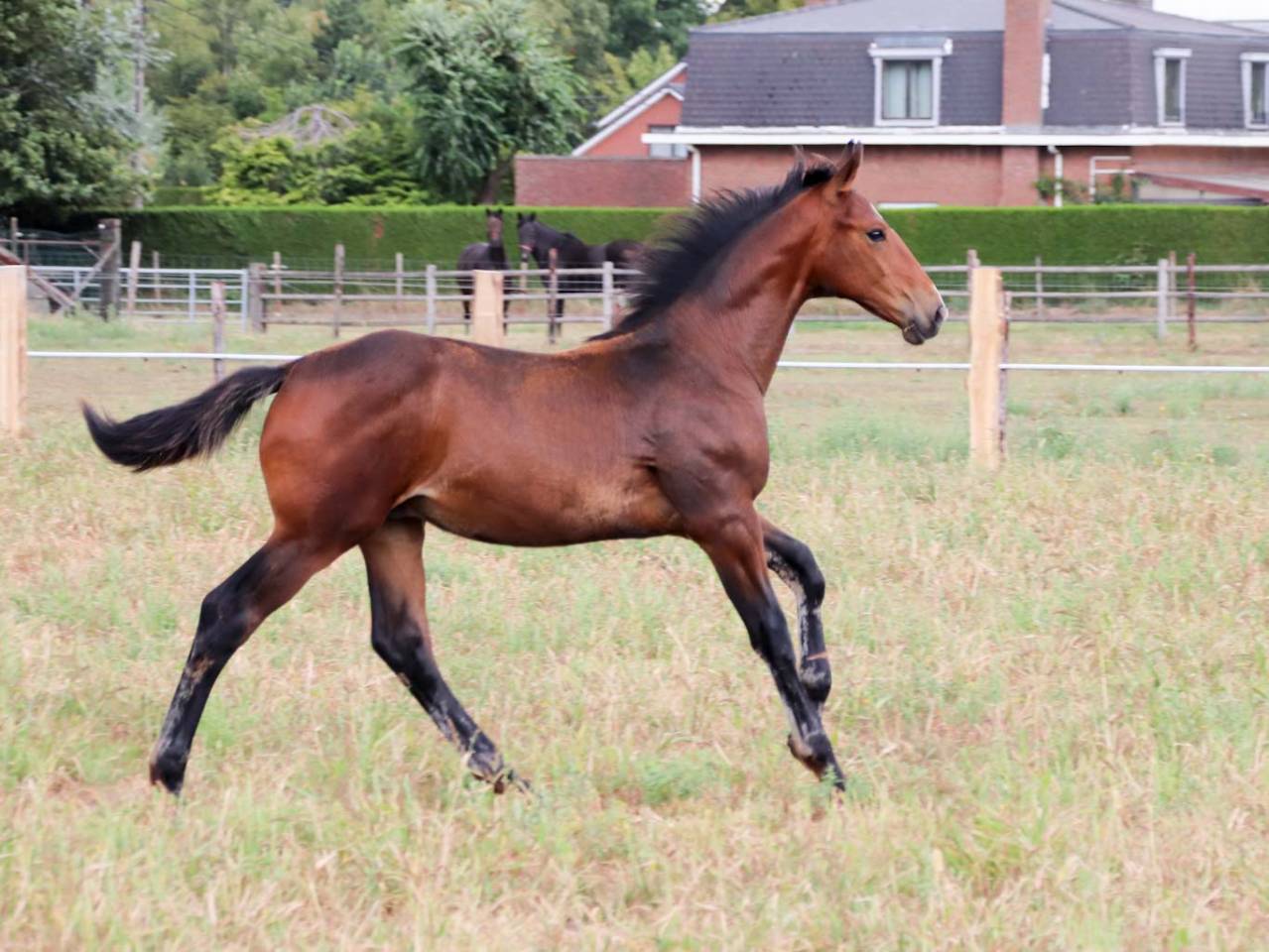 Colt KWPN Dutch Warmblood For sale 2025 Bay