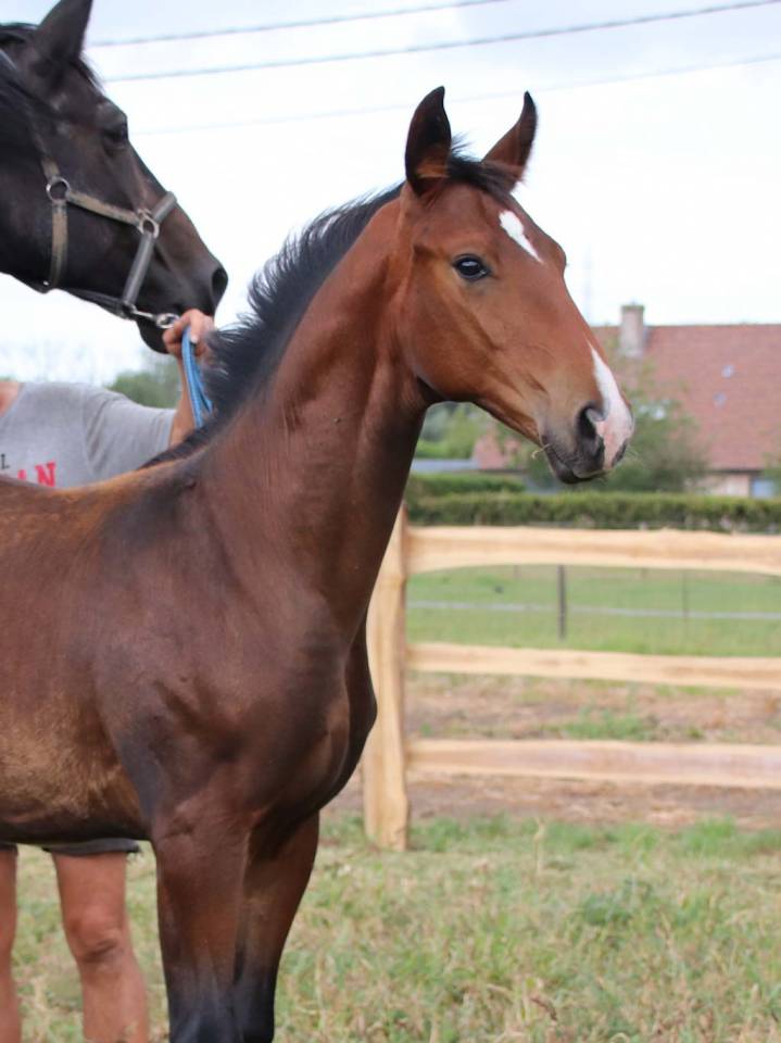 Colt KWPN Dutch Warmblood For sale 2025 Bay