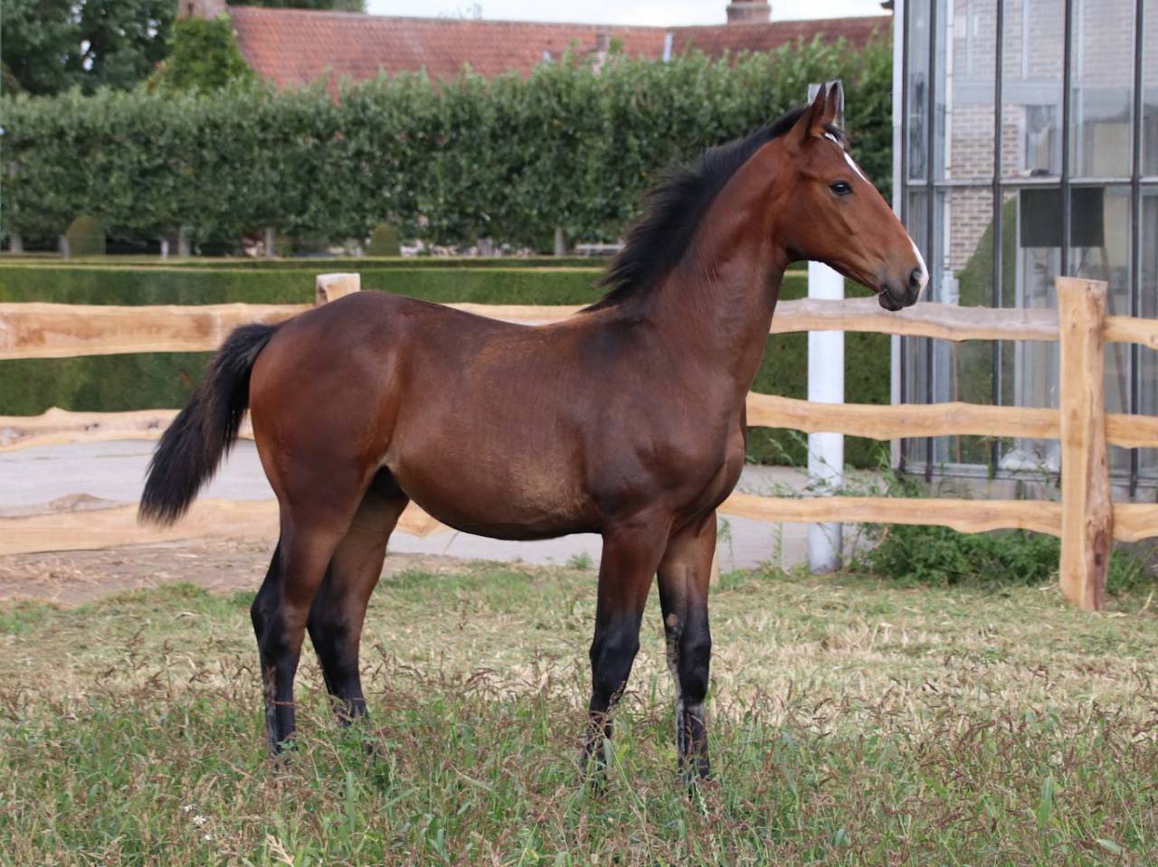 Colt KWPN Dutch Warmblood For sale 2025 Bay