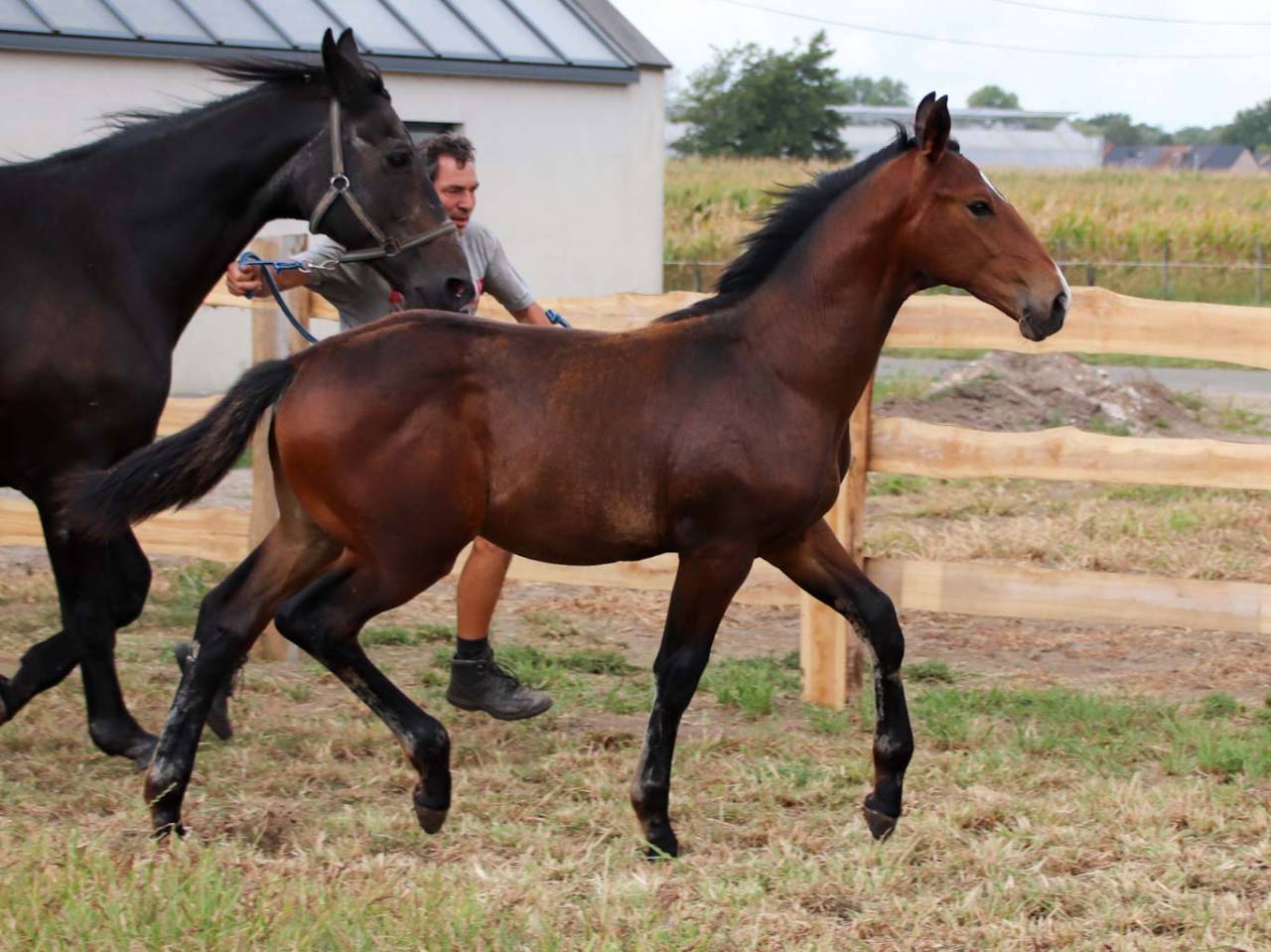 Colt KWPN Dutch Warmblood For sale 2025 Bay