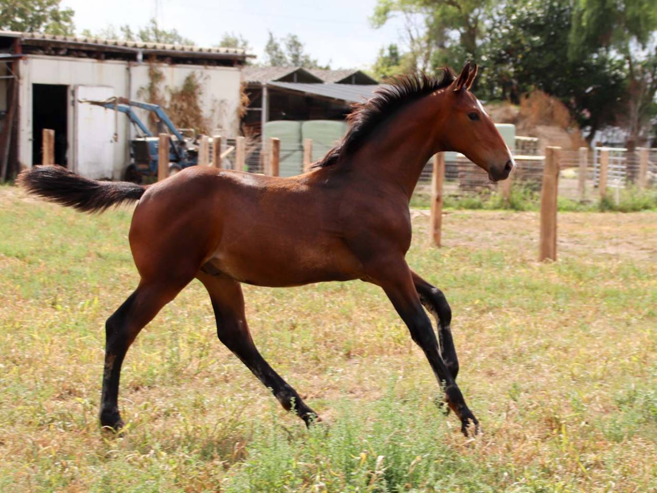 Colt KWPN Dutch Warmblood For sale 2025 Bay
