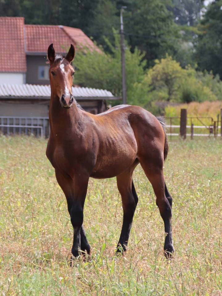 Colt KWPN Dutch Warmblood For sale 2025 Bay