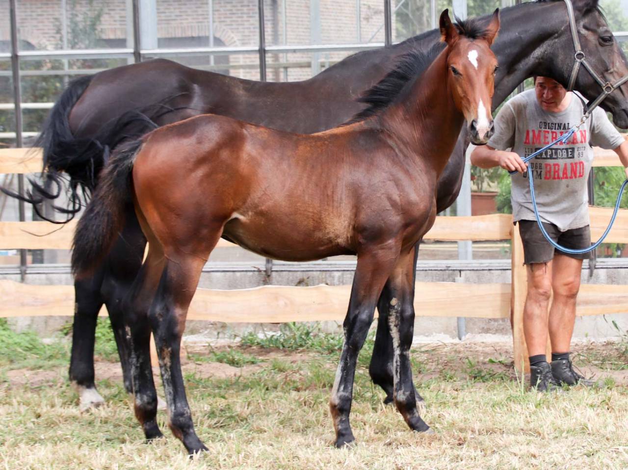 Colt KWPN Dutch Warmblood For sale 2025 Bay