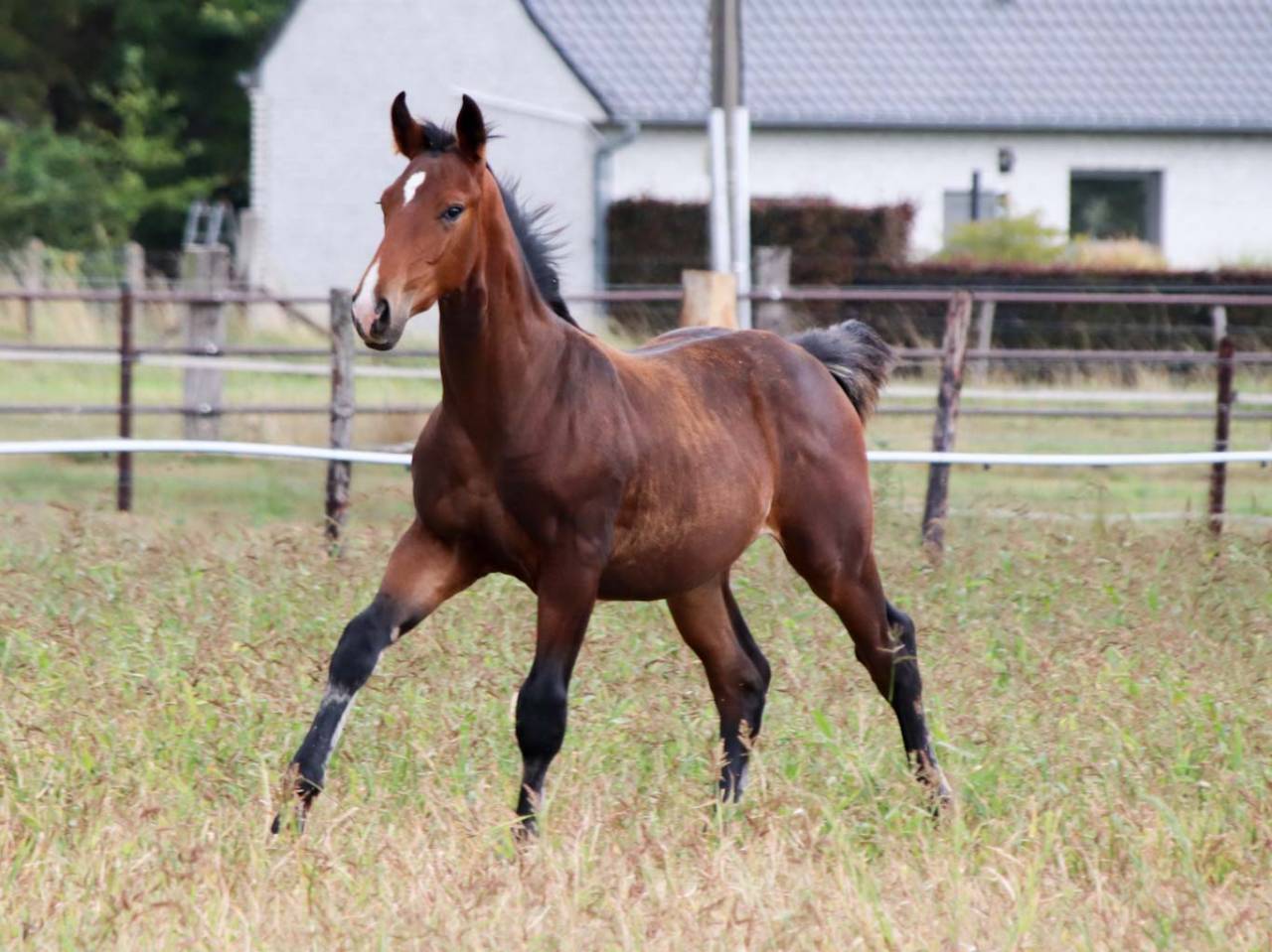 Colt KWPN Dutch Warmblood For sale 2025 Bay