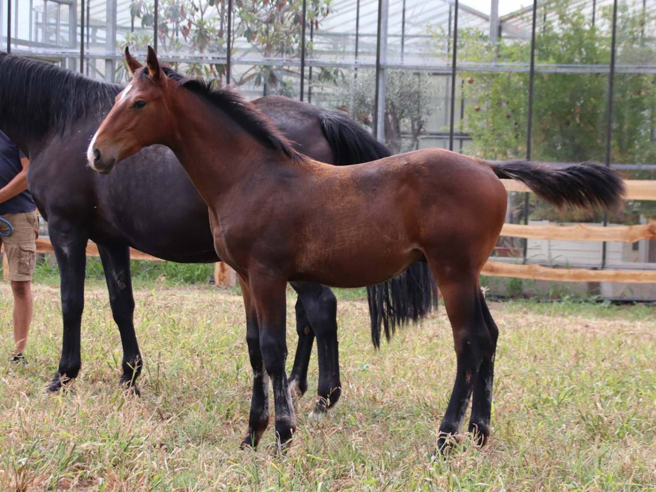 Colt KWPN Dutch Warmblood For sale 2025 Bay