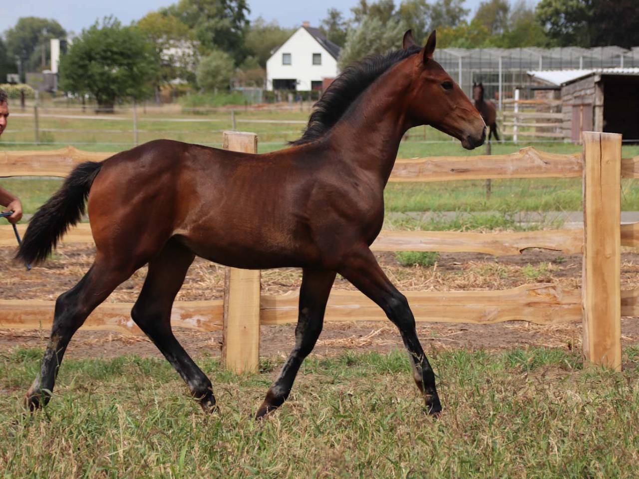 Colt KWPN Dutch Warmblood For sale 2025 Bay