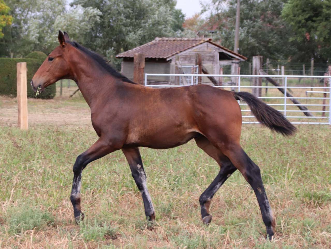 Colt KWPN Dutch Warmblood For sale 2025 Bay
