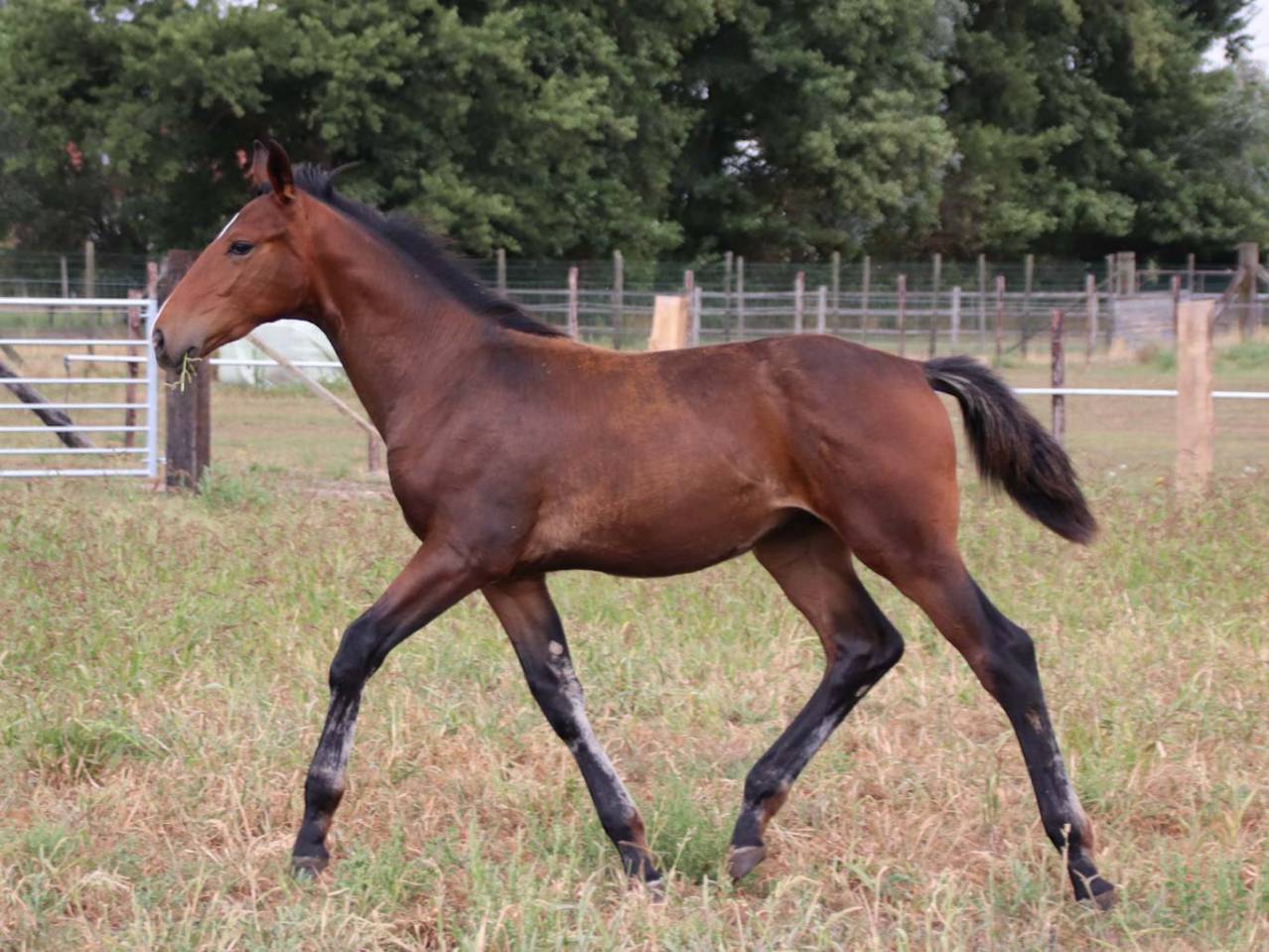 Colt KWPN Dutch Warmblood For sale 2025 Bay