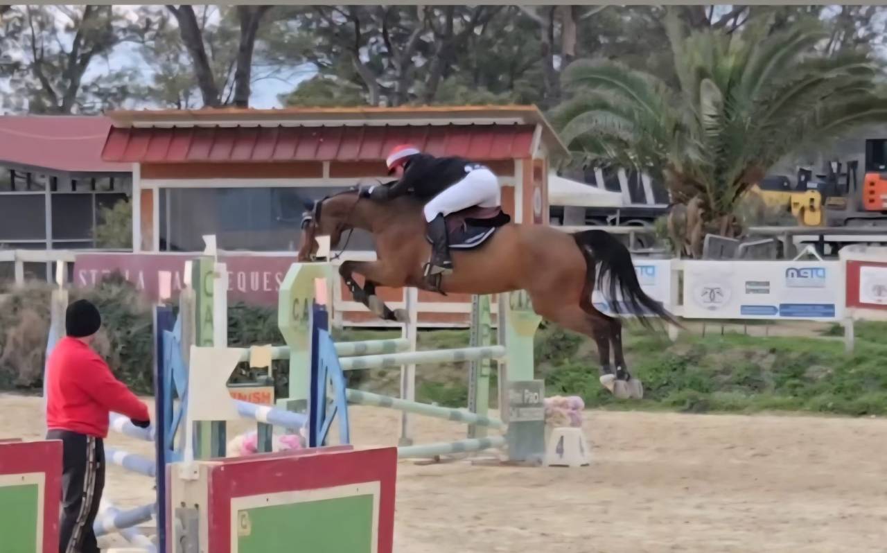 Mare KWPN Dutch Warmblood For sale 2011 Dark Bay