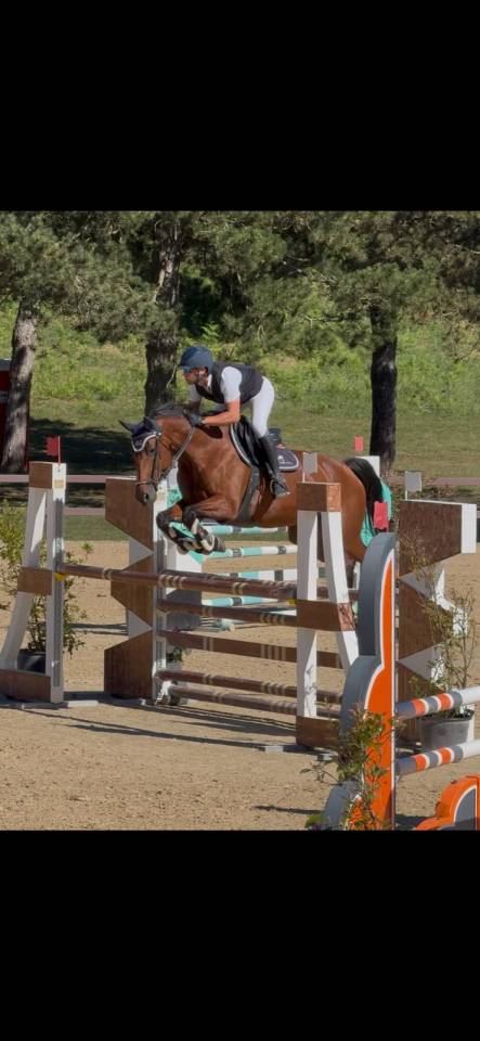 Mare KWPN Dutch Warmblood For sale 2011 Dark Bay