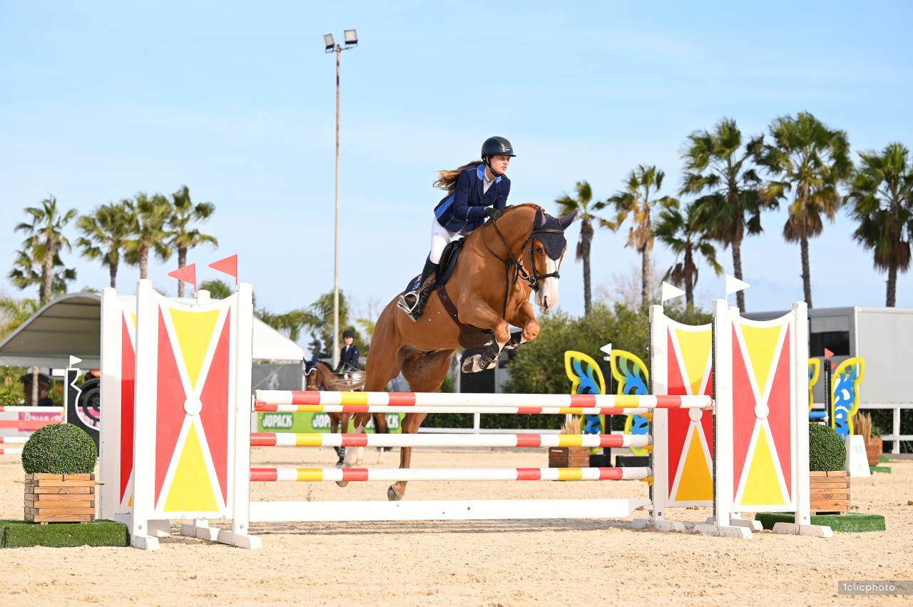 Gelding Selle Français For sale 2019 Chesnut