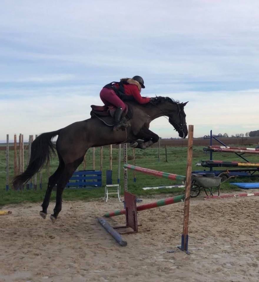 Colt Selle Français For sale 2025 Grey