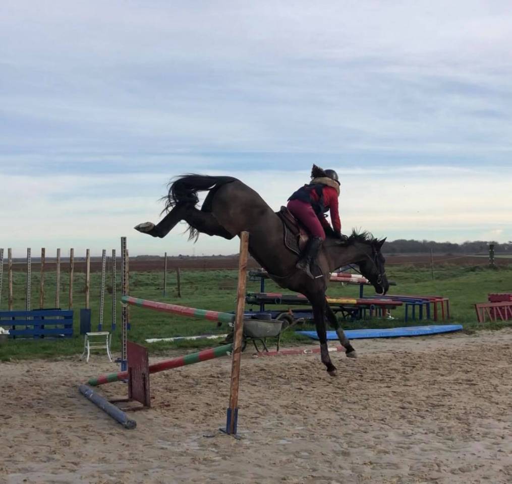 Colt Selle Français For sale 2025 Grey