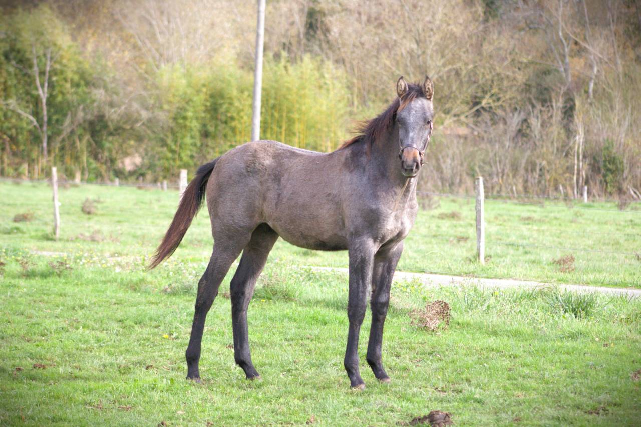 Colt Selle Français For sale 2025 Grey
