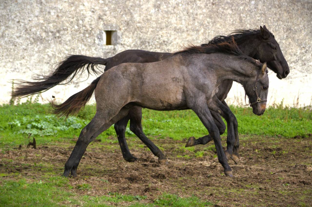 Colt Selle Français For sale 2025 Grey