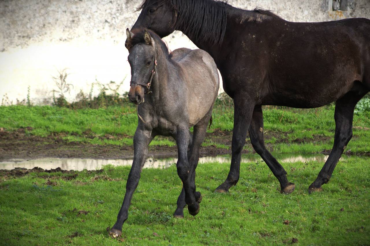 Colt Selle Français For sale 2025 Grey