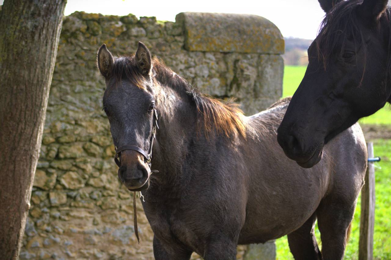 Colt Selle Français For sale 2025 Grey