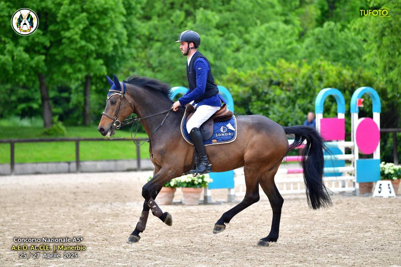 Gelding Holsteiner For sale 2017 Dark Bay