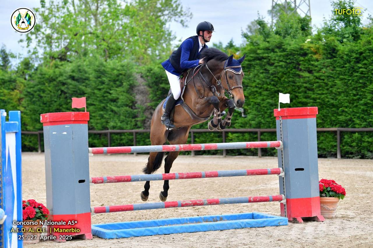 Gelding Holsteiner For sale 2017 Dark Bay