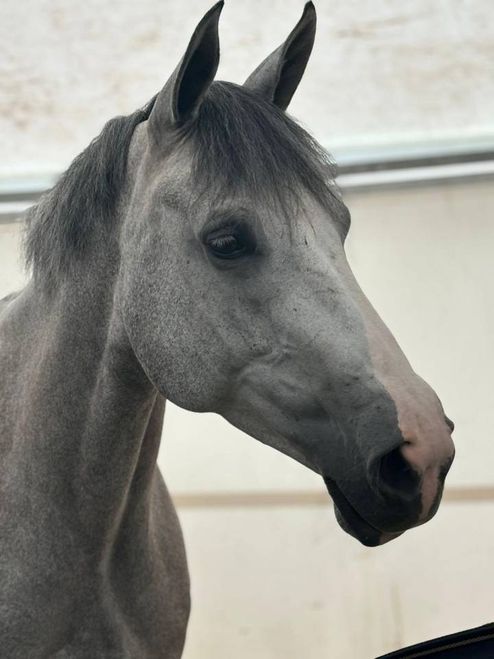 Mare Selle Français For sale 2018 Grey