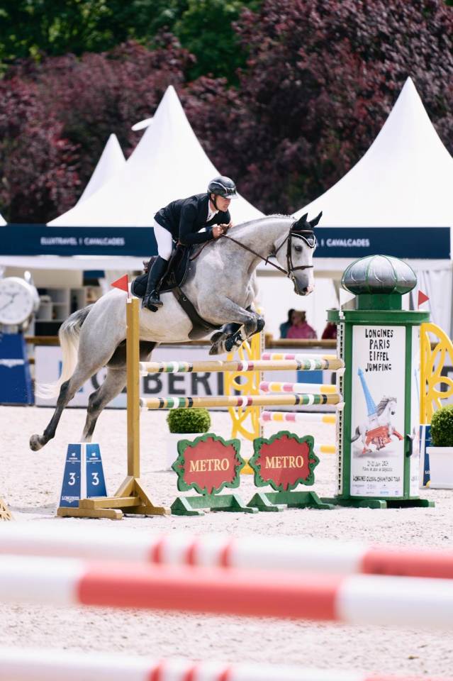 Mare Selle Français For sale 2018 Grey