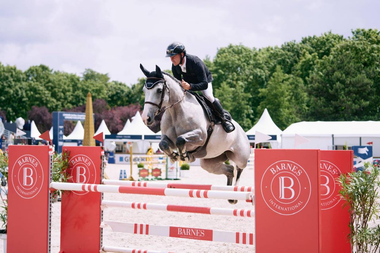 Mare Selle Français For sale 2018 Grey