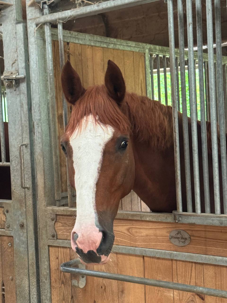 Gelding Selle Français For sale 2020 Chesnut