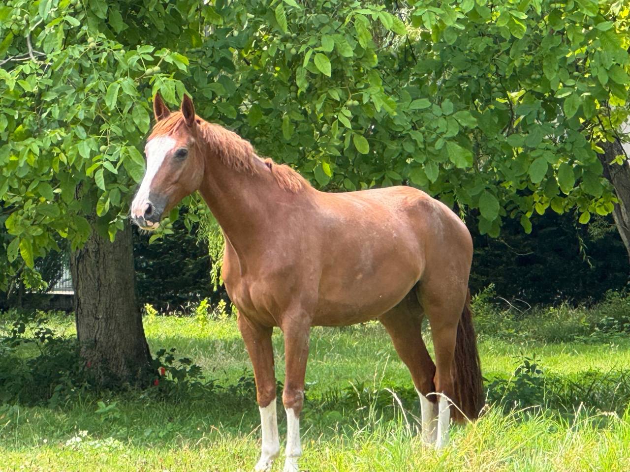 Gelding Selle Français For sale 2020 Chesnut