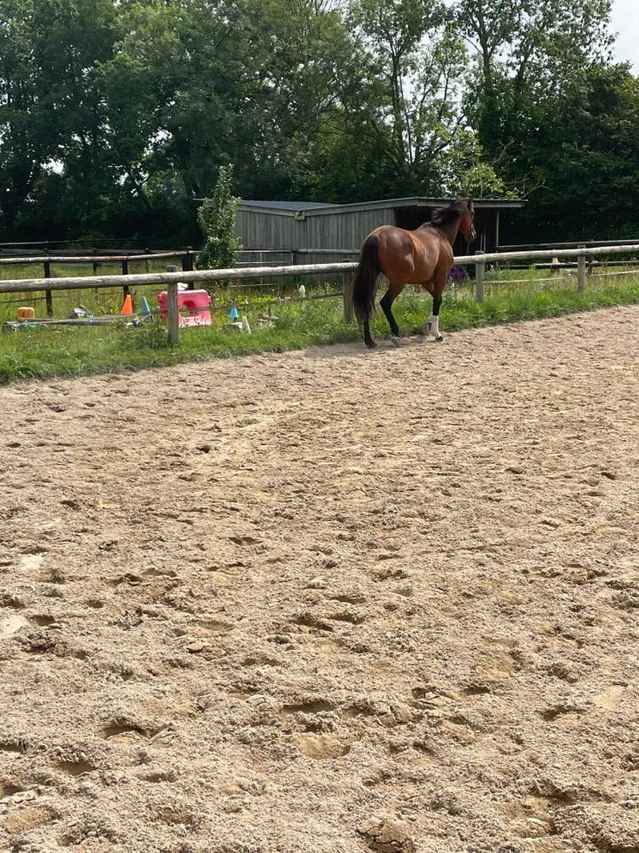 Gelding Irish Thoroughbred For sale 2020 Bay