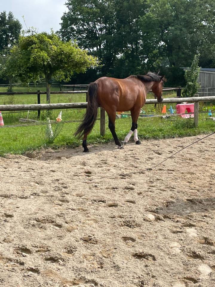 Gelding Irish Thoroughbred For sale 2020 Bay