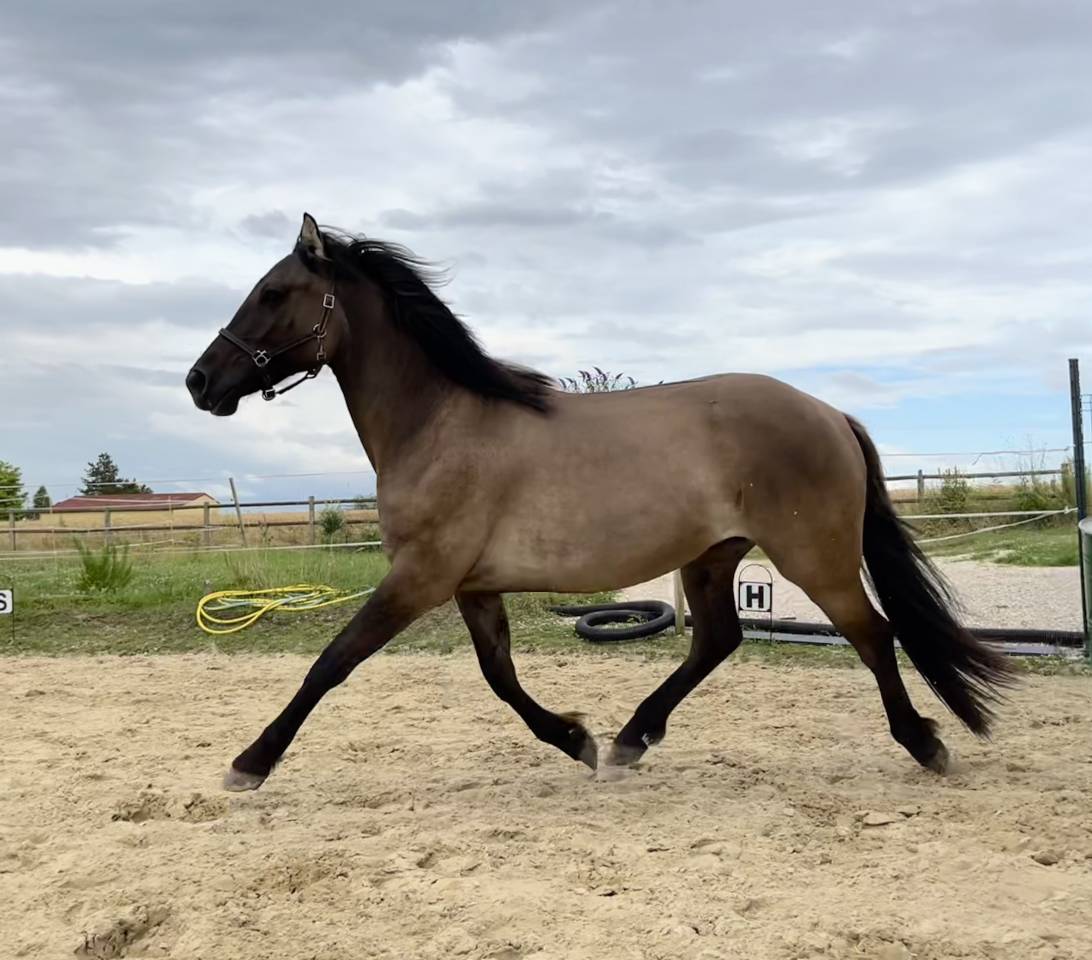 Gelding French Saddle Pony For sale 2022 Grullo