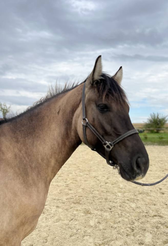 Gelding French Saddle Pony For sale 2022 Grullo