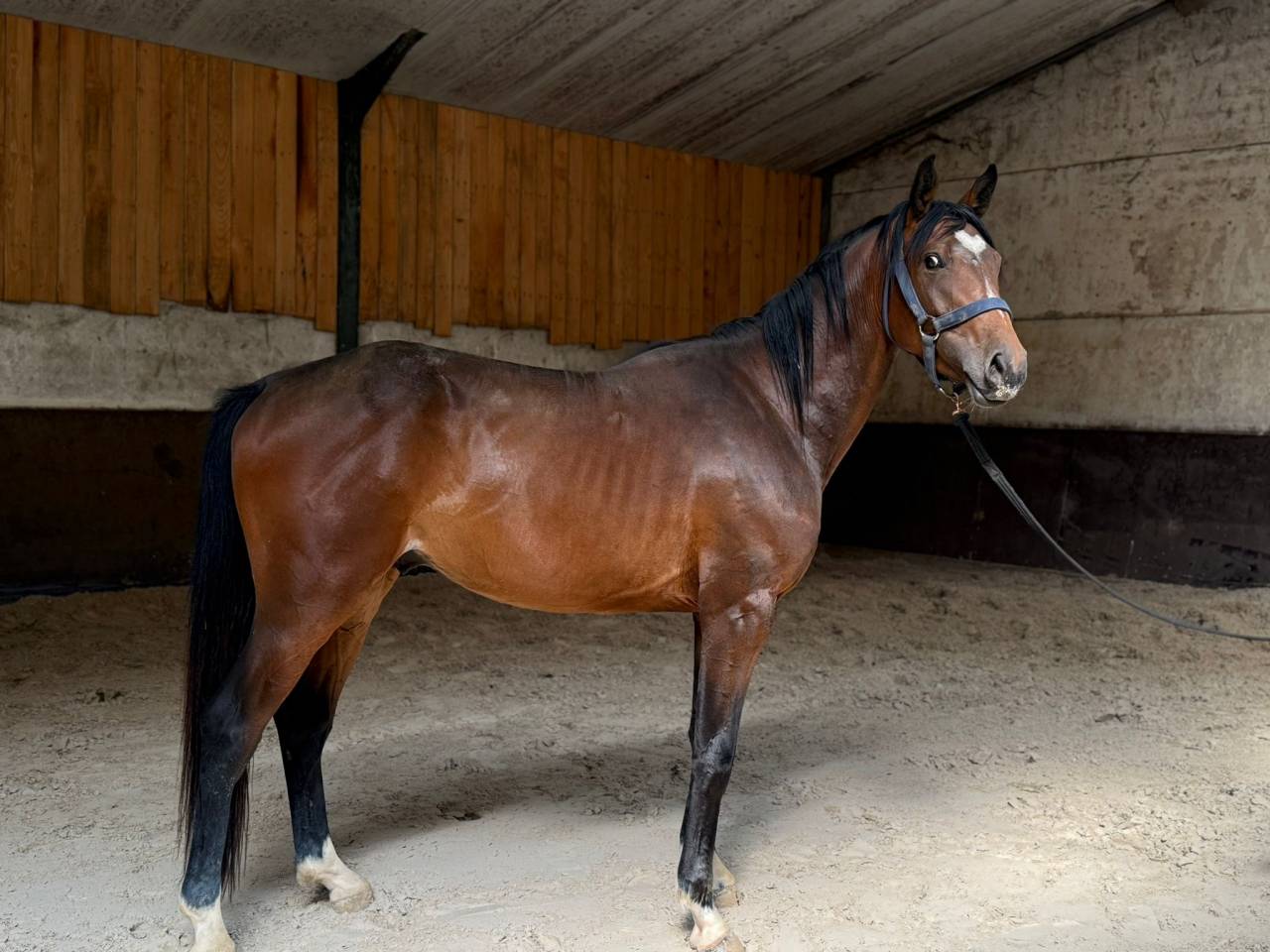 Gelding Zangersheide For sale 2022 Bay