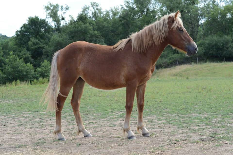 Filly Origin Recorded For sale 2024 Chesnut