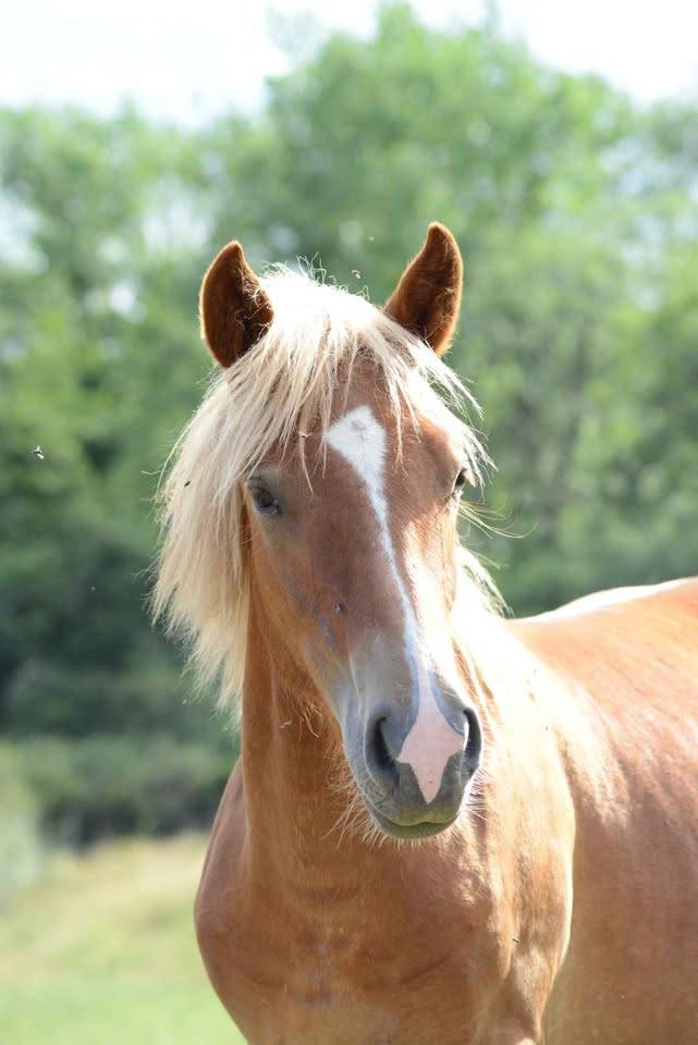 Filly Origin Recorded For sale 2024 Chesnut