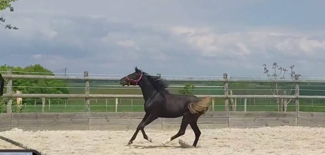 Filly Selle Français For sale 2023 Dark Bay