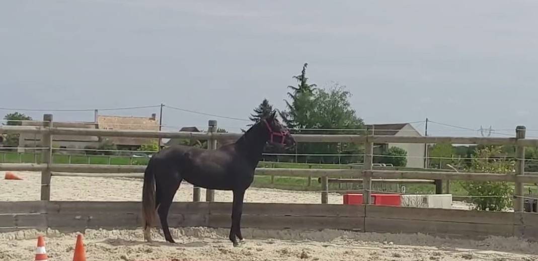 Filly Selle Français For sale 2023 Dark Bay