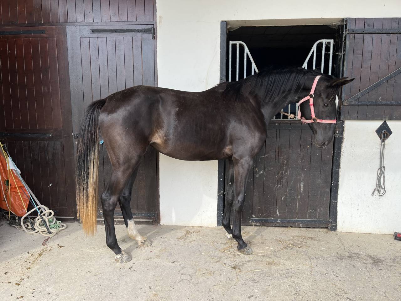 Filly Selle Français For sale 2023 Dark Bay