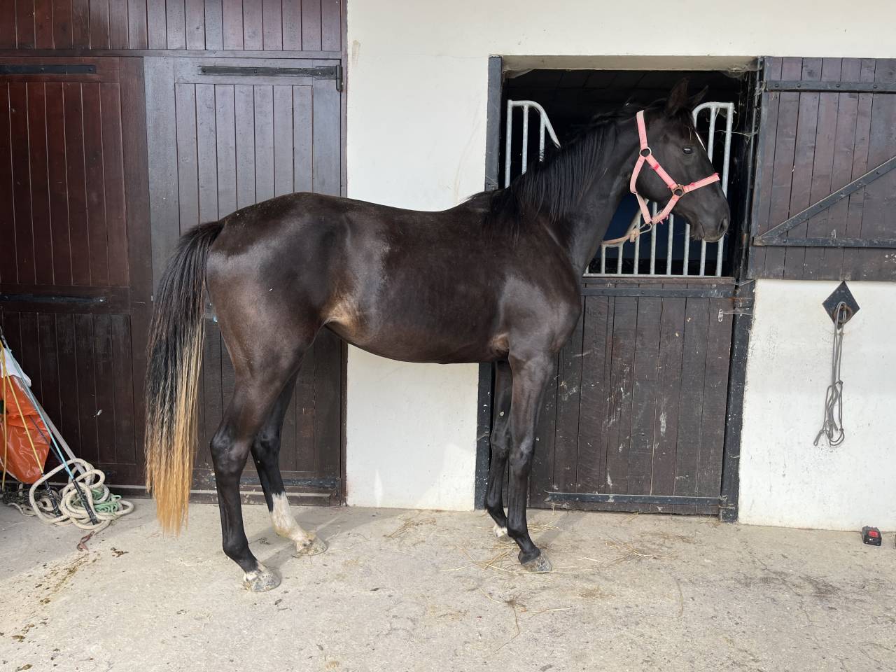 Filly Selle Français For sale 2023 Dark Bay