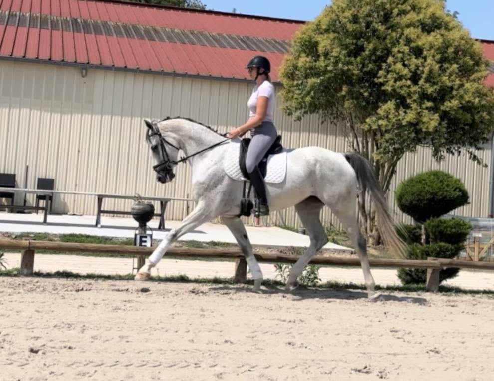 Mare Hanoverian For sale 2019 Grey