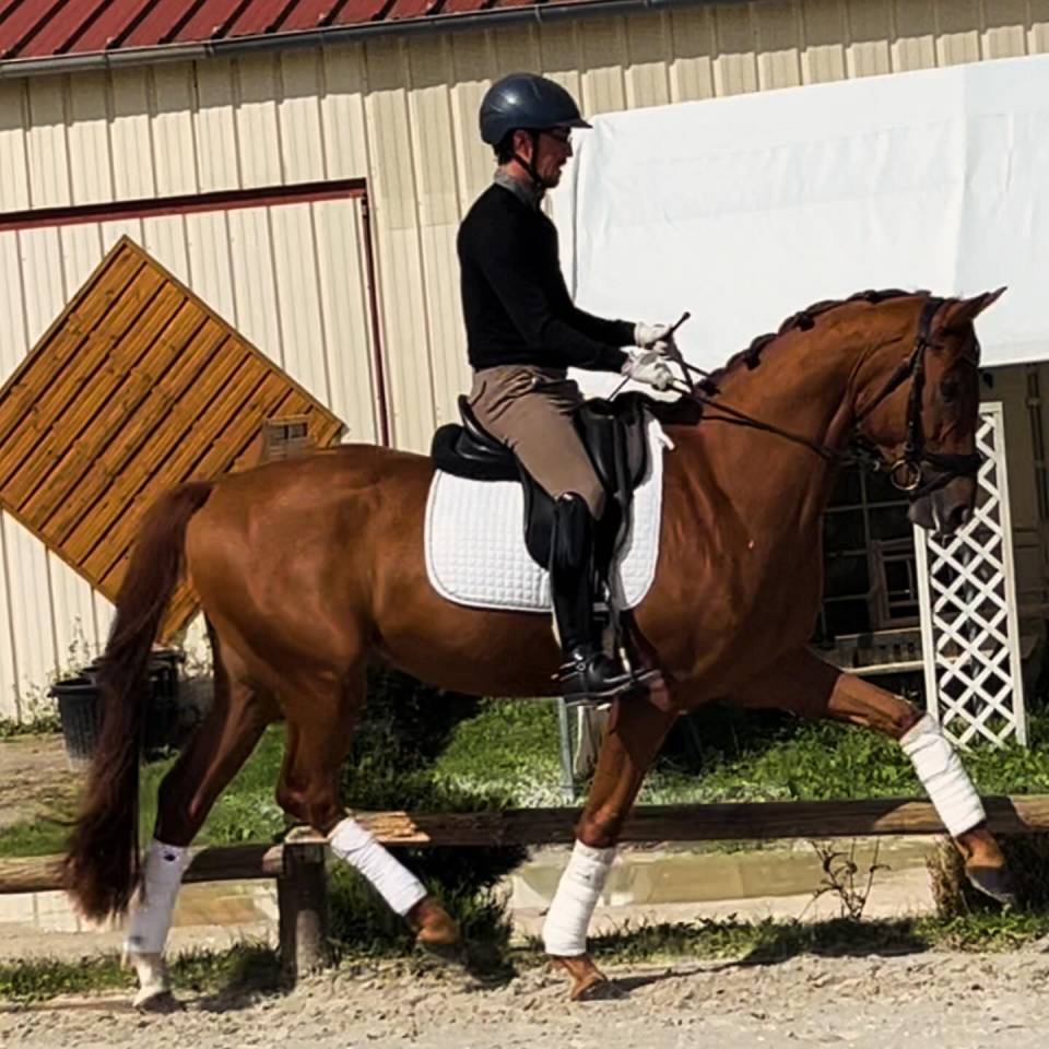 Gelding Hanoverian For sale 2021 Chesnut