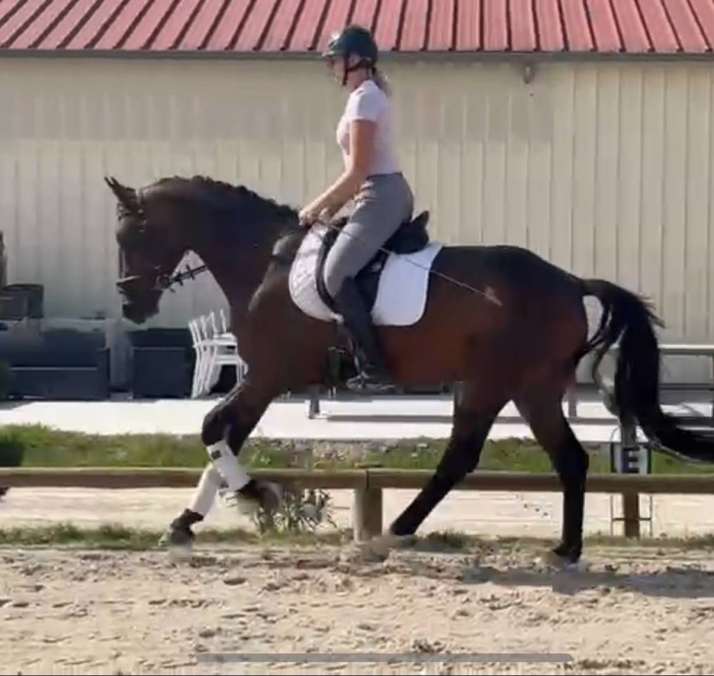 Gelding Hanoverian For sale 2021 Bay