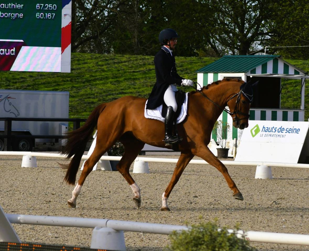 Mare Hanoverian For sale 2018 Chesnut