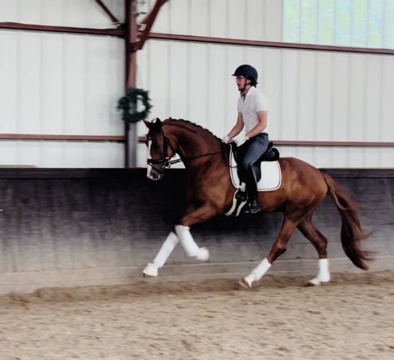Gelding Hanoverian For sale 2022 Chesnut