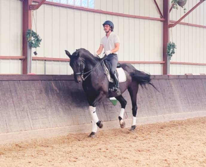 Gelding Hanoverian For sale 2016 Dark Bay